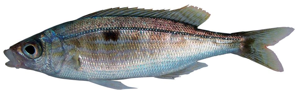 Spicara smaris_006